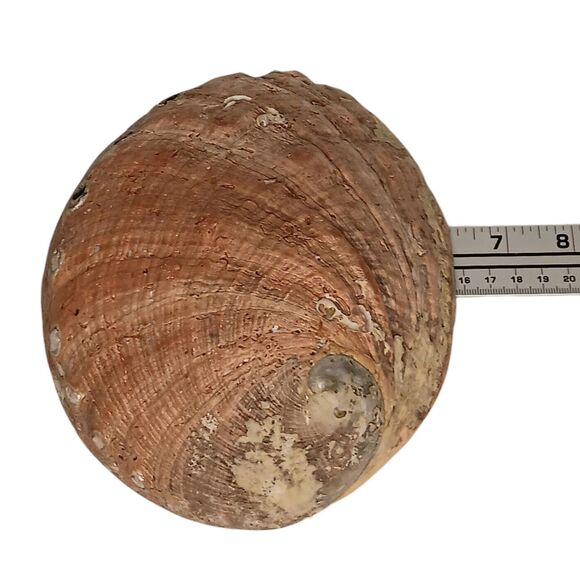 Vintage Large Abalone Shell Seashell Shiny Green Blue Yellow Pink Silver 8"x6" - Picture 11 of 12